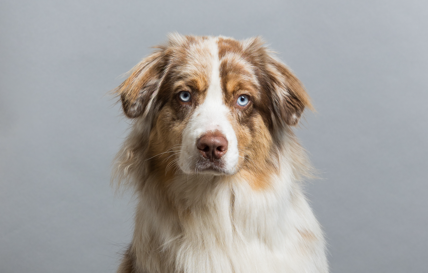 Office dog Keystone